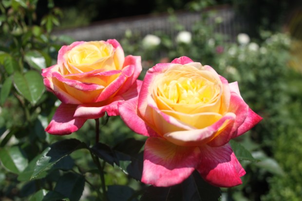 2 Rose einzeln
